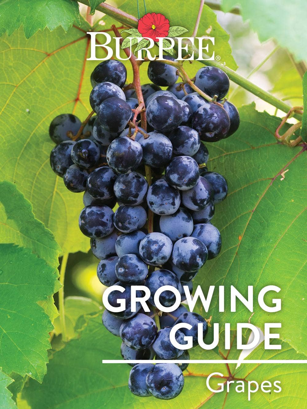 Learn About Grapes