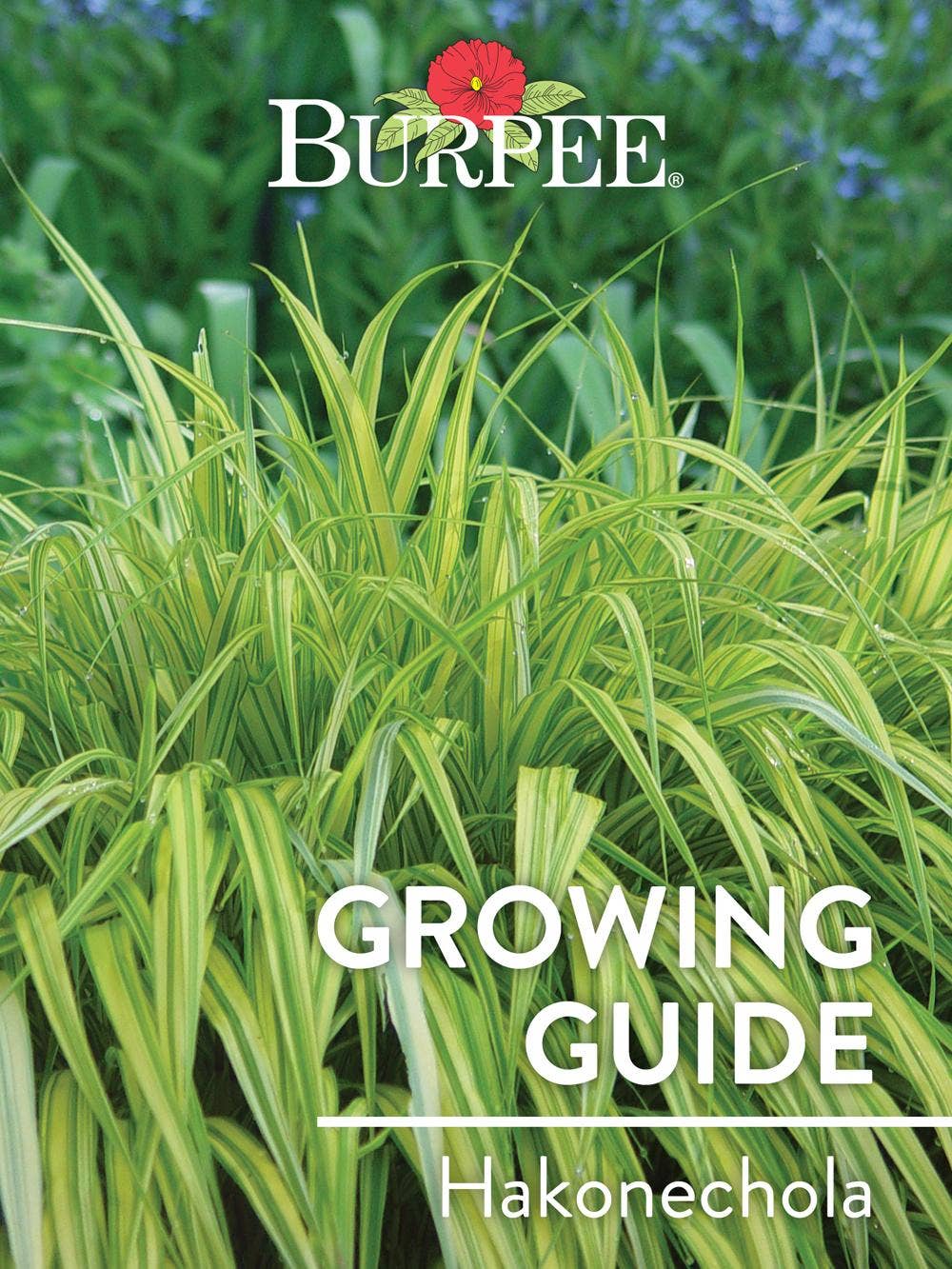 Learn About Hakonechloa