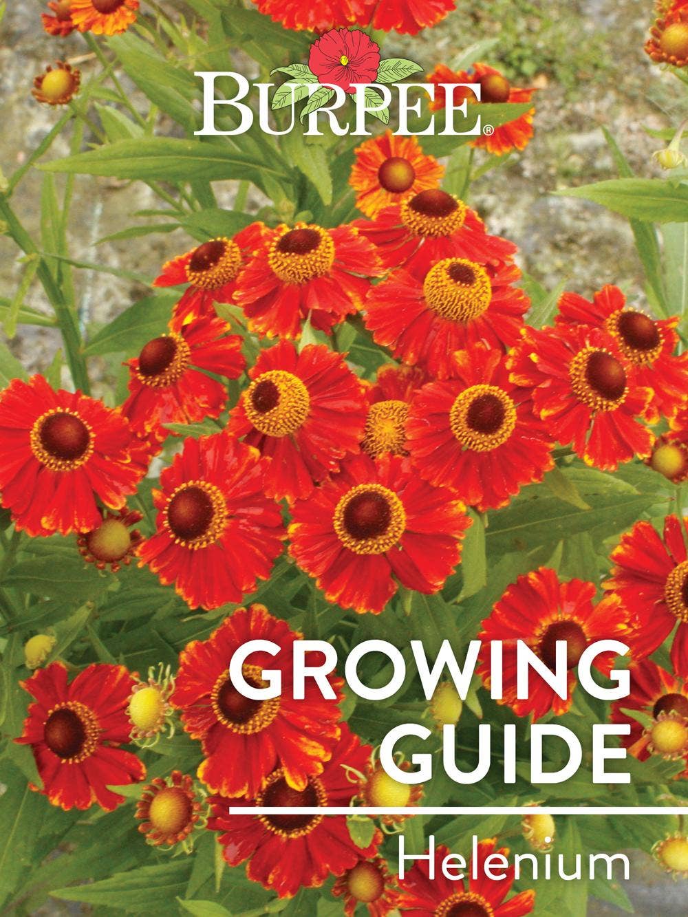 Learn About Helenium