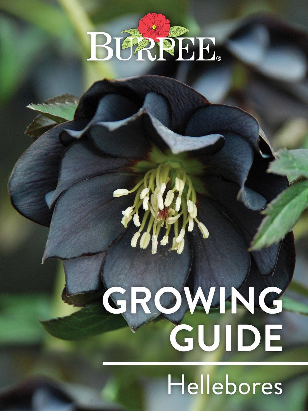 Learn About Hellebores