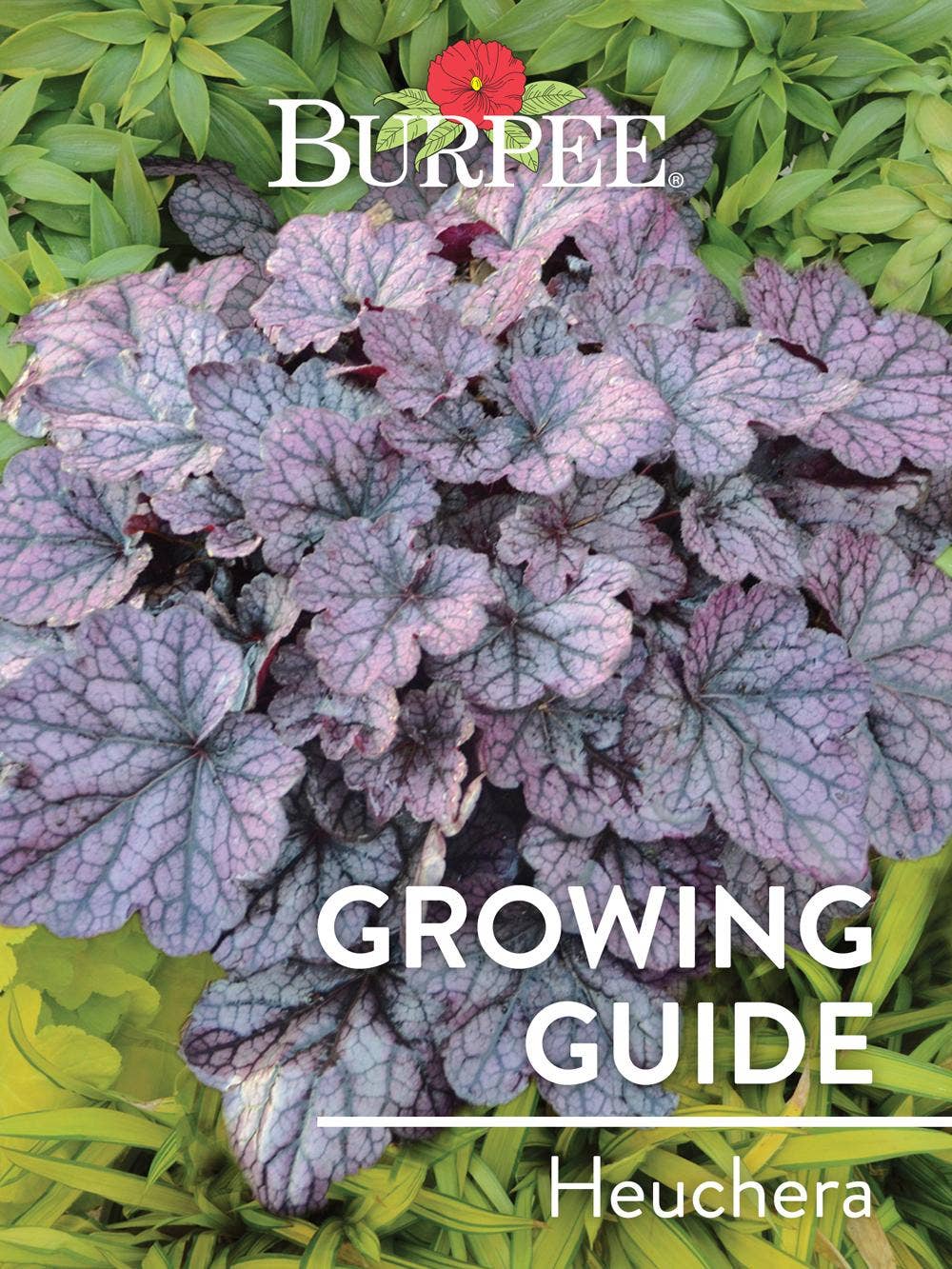 Learn About Heuchera