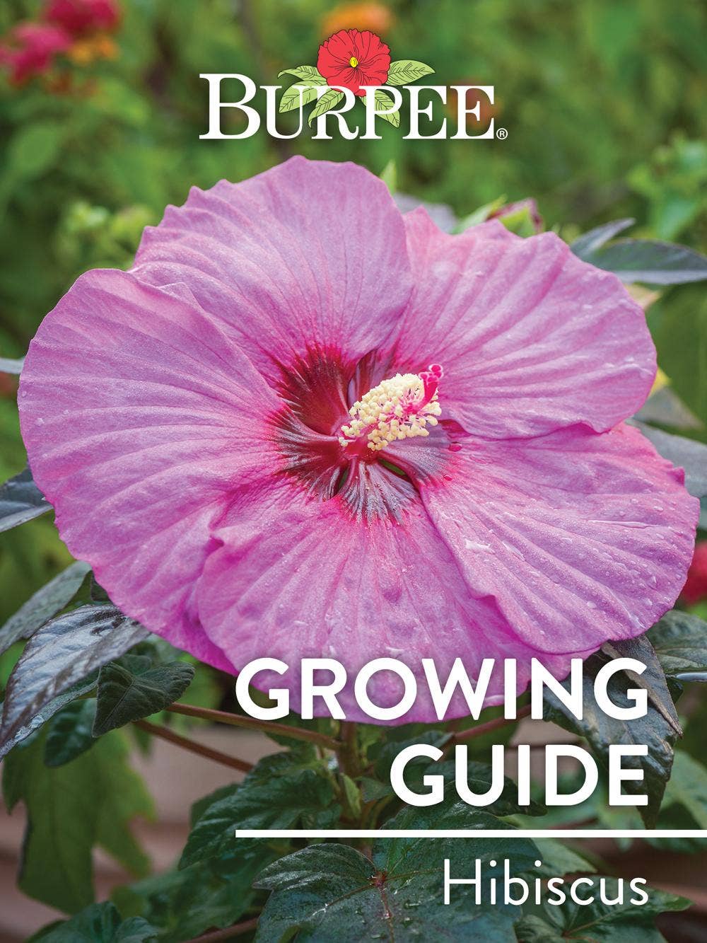 Learn About Hibiscus