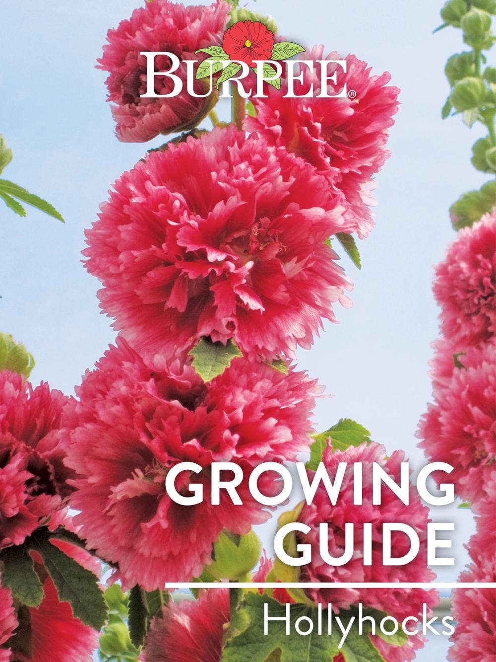 Learn About Hollyhocks