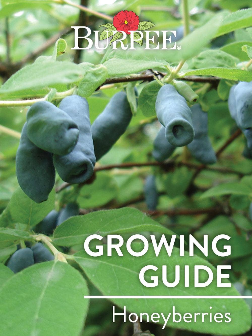 Learn About Honeyberries