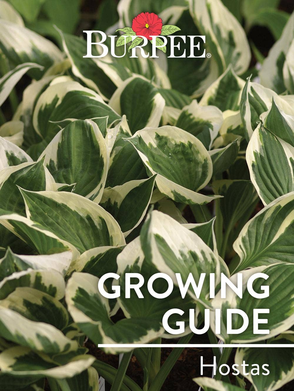 Learn About Hostas