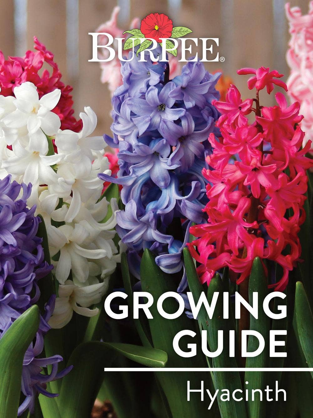Learn About Hyacinth