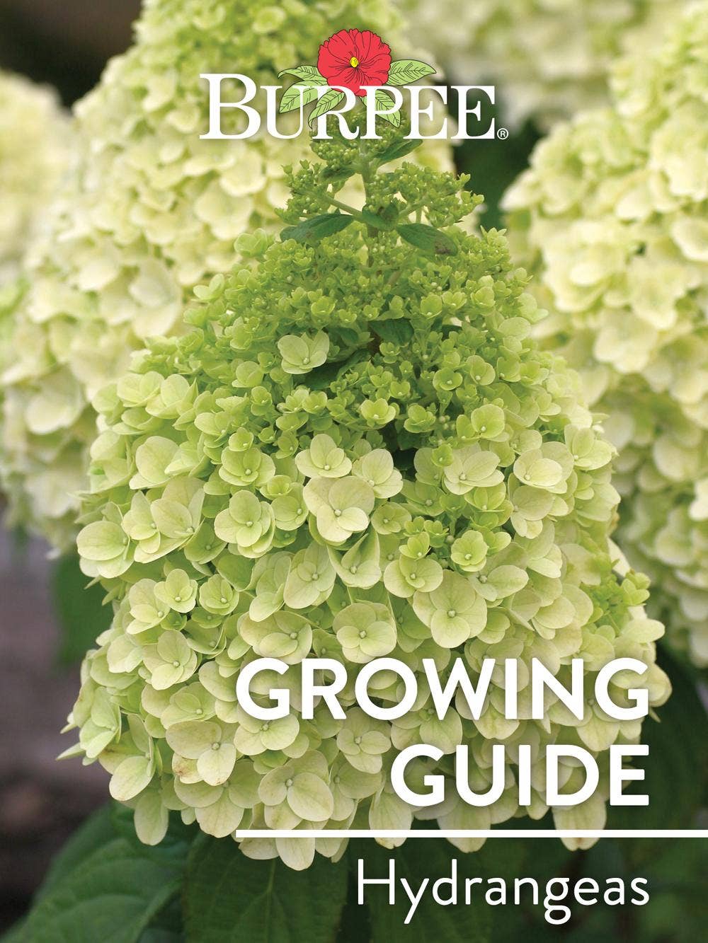 Learn About Hydrangeas