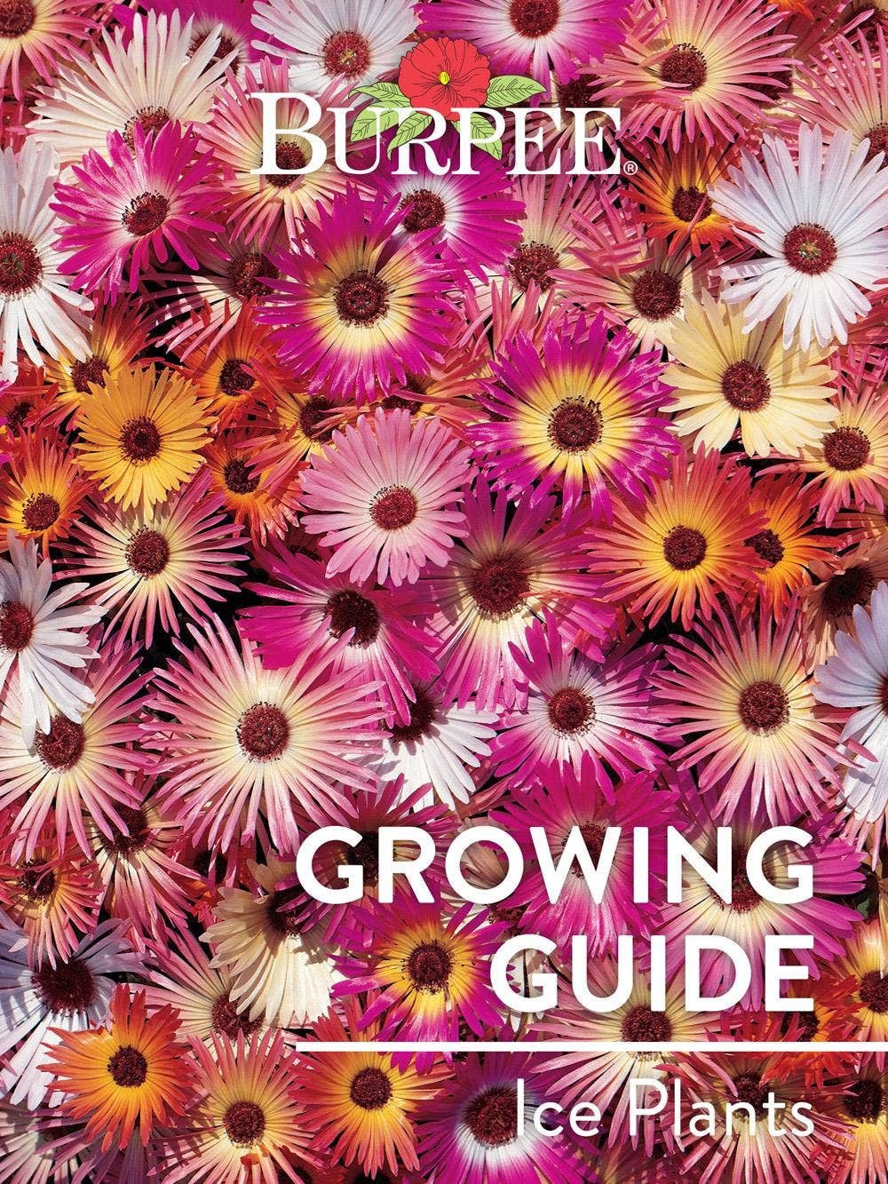 Learn About Ice Plants