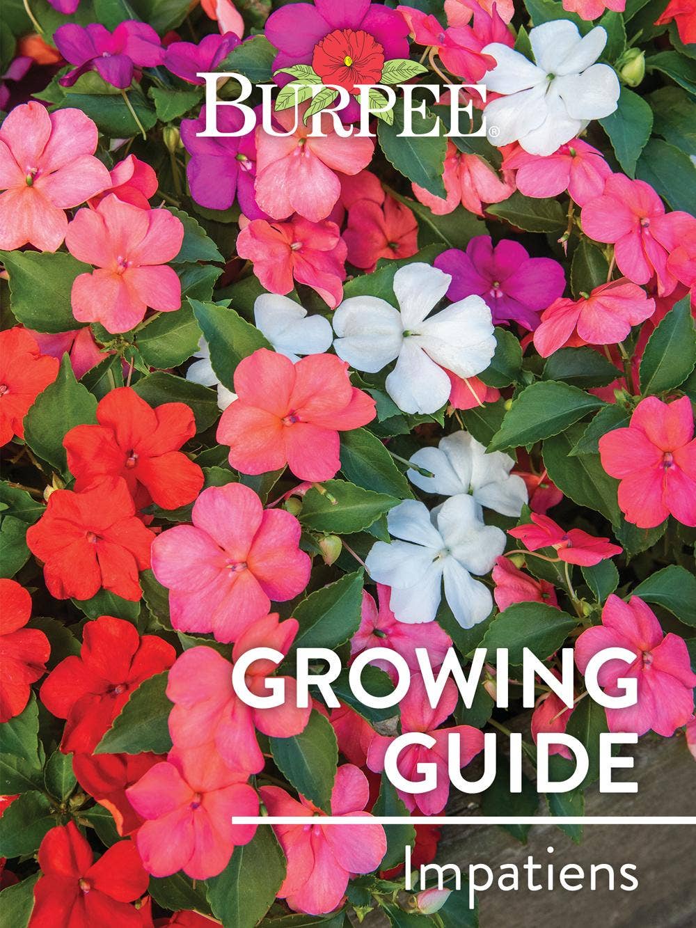 Learn About Impatiens
