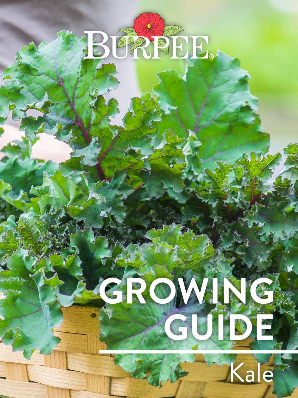 Learn About Kale