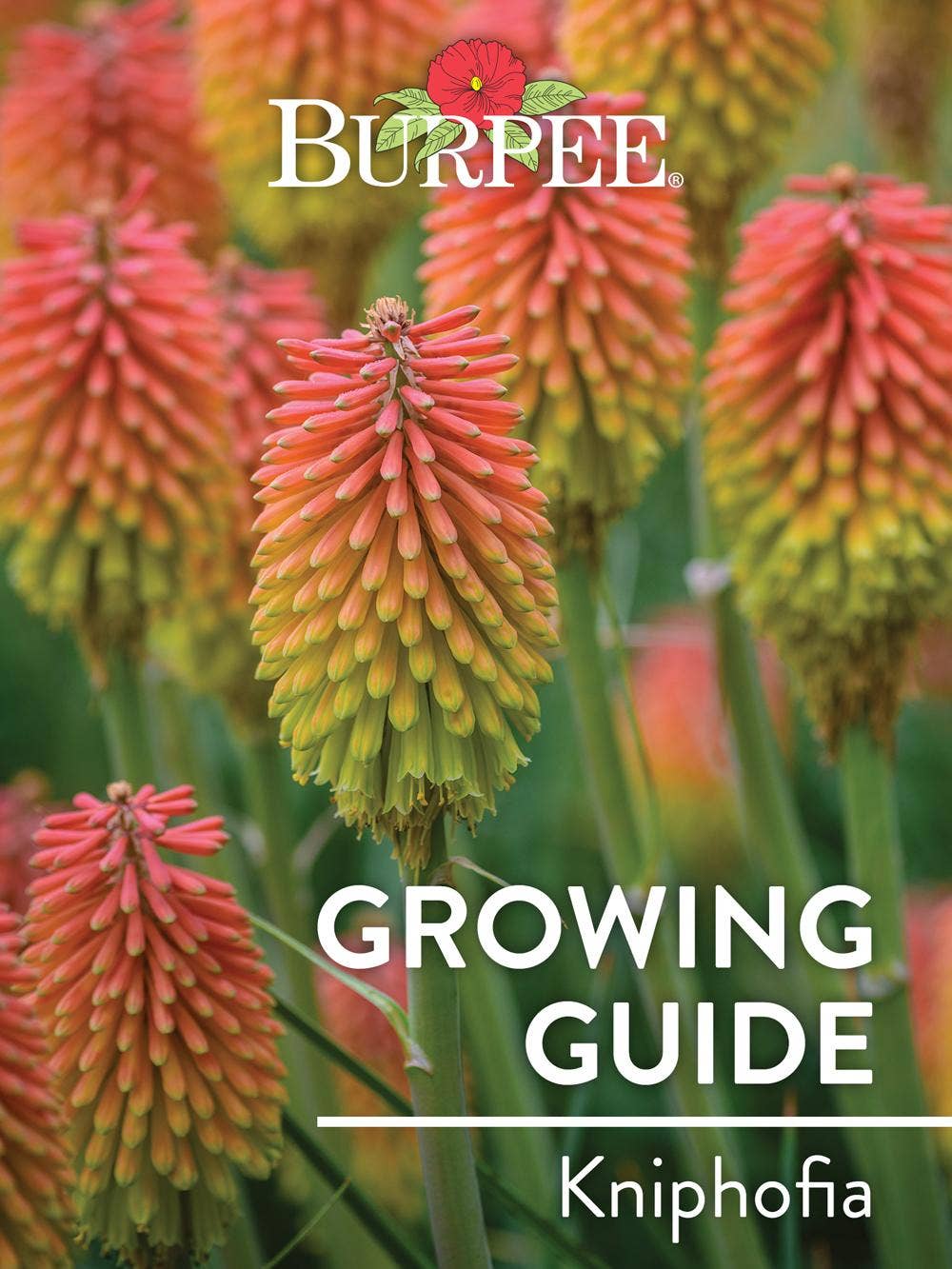 Learn About Kniphofia
