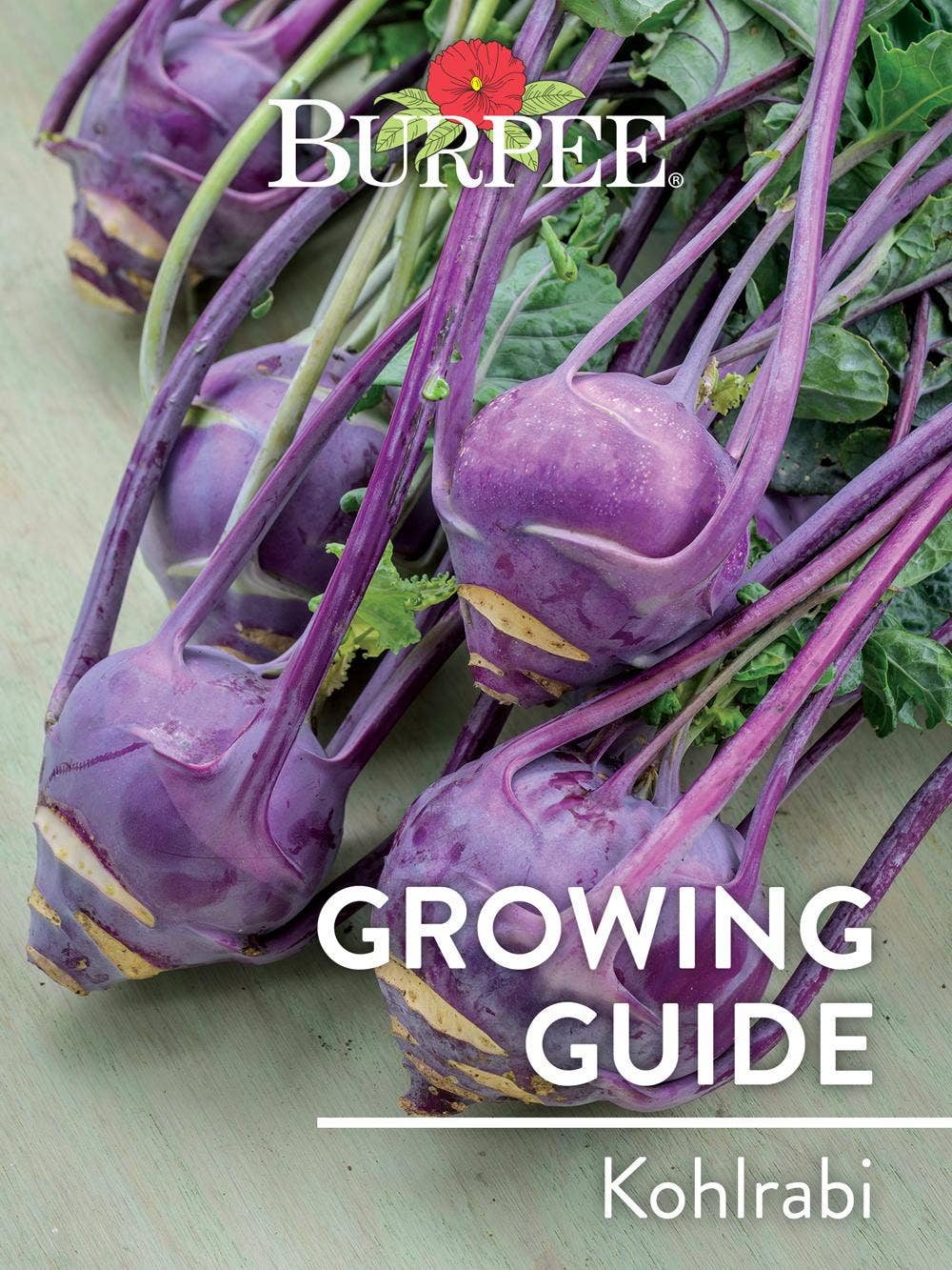 Learn About Kohlrabi