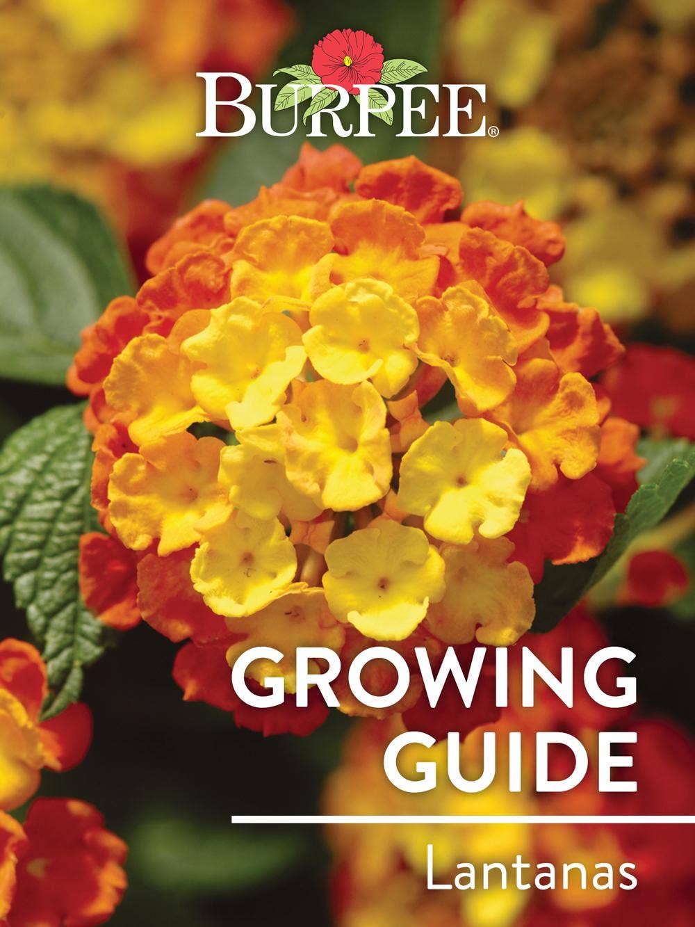 Learn About Lantanas