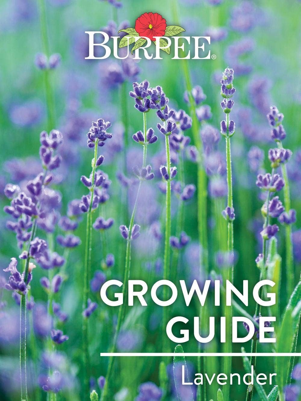 Learn About Lavenders