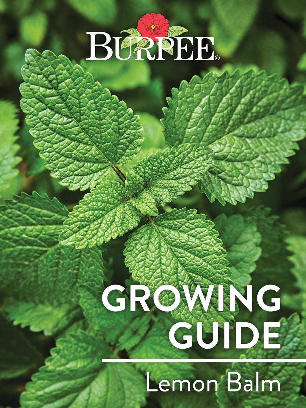 Learn About Lemon Balm