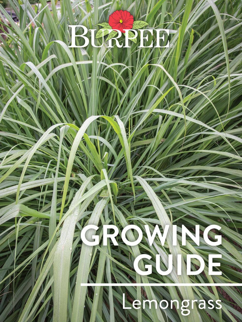 Learn About Lemongrass