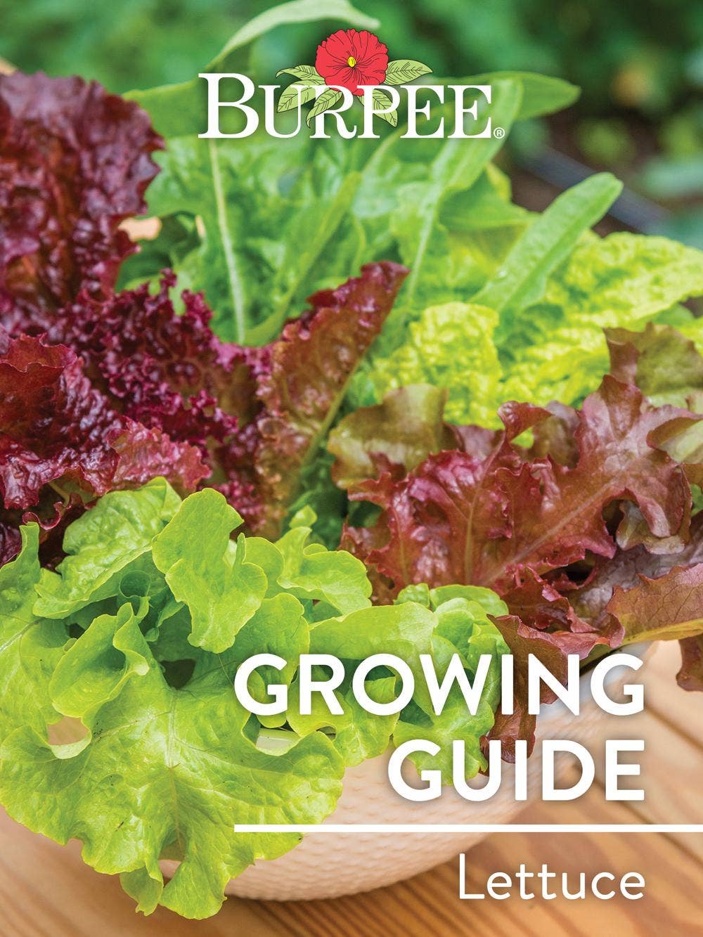 Learn About Lettuce
