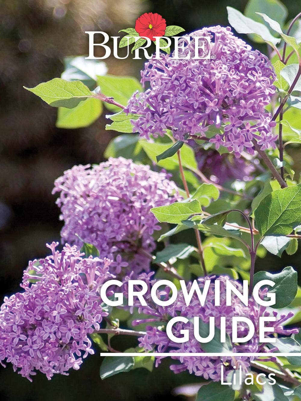 Learn About Lilacs
