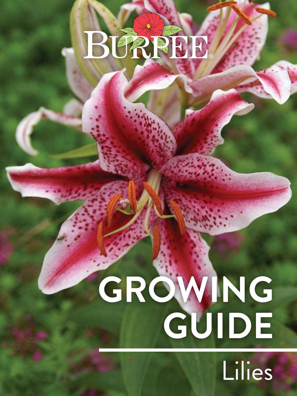 Learn About Lilies