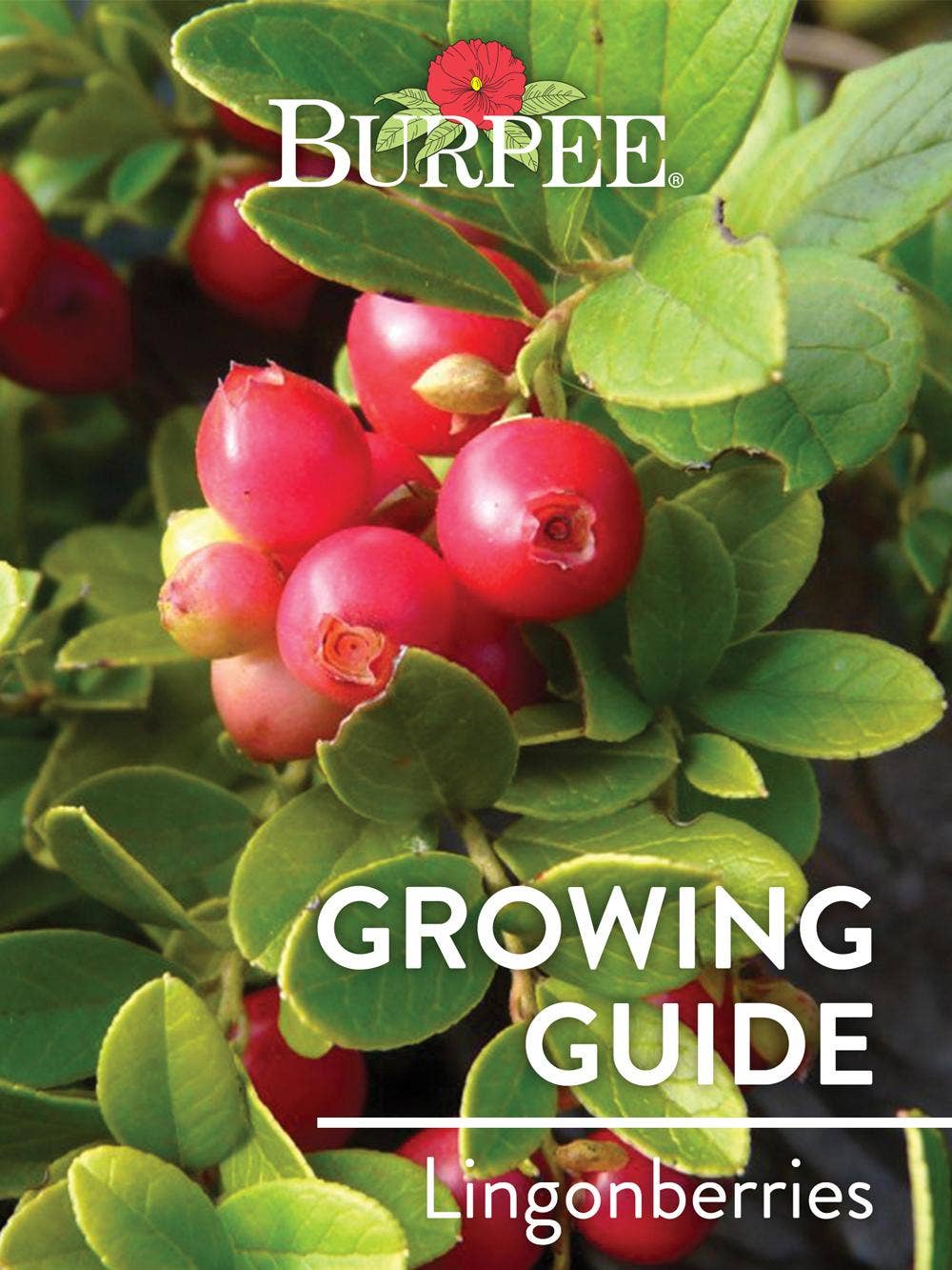 Learn About Lingonberries