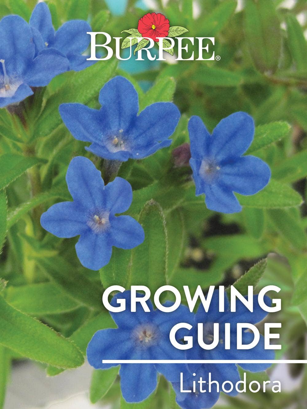 Learn About Lithodora