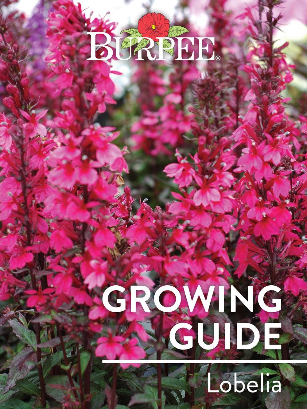 Learn About Lobelia