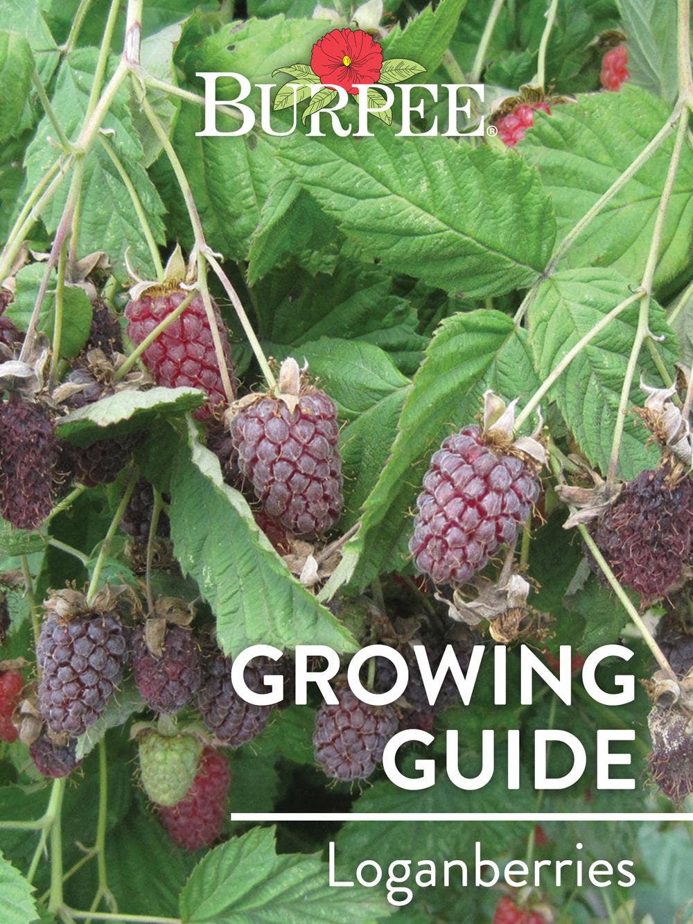 Learn About Loganberries
