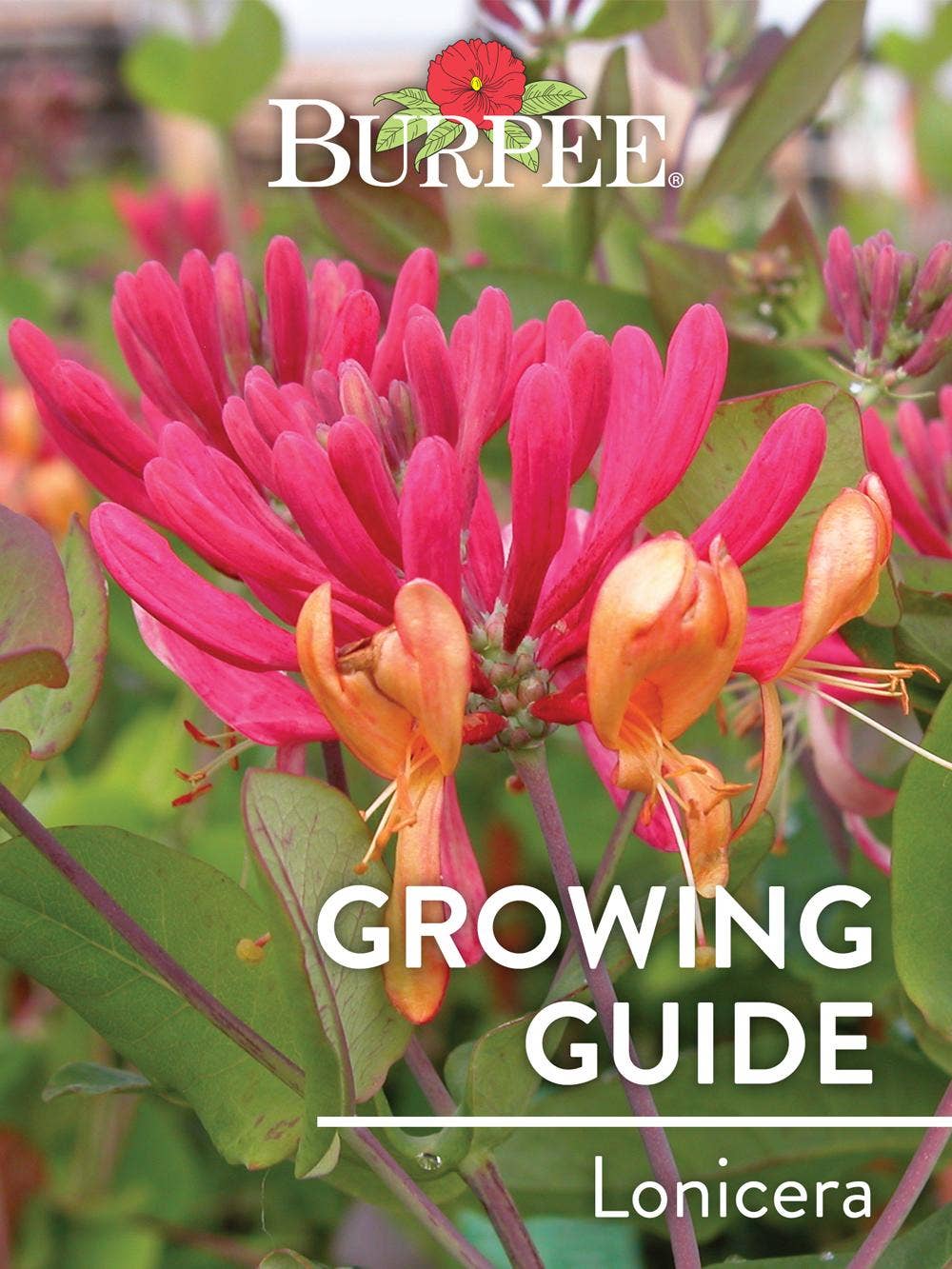 Learn About Lonicera