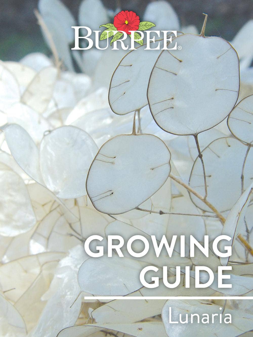 Learn About Lunaria