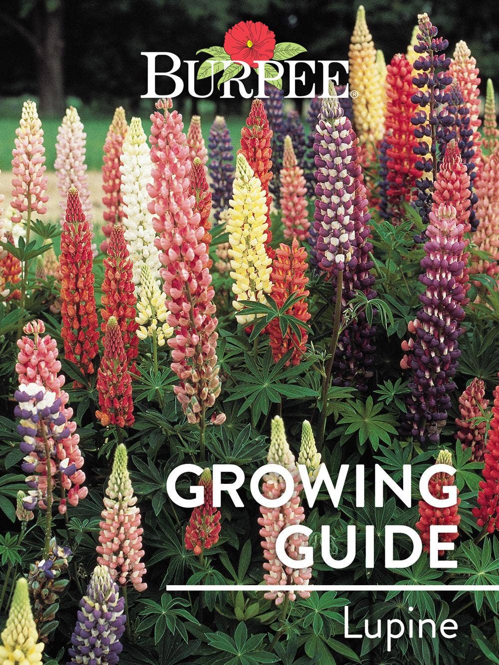 Learn About Lupine