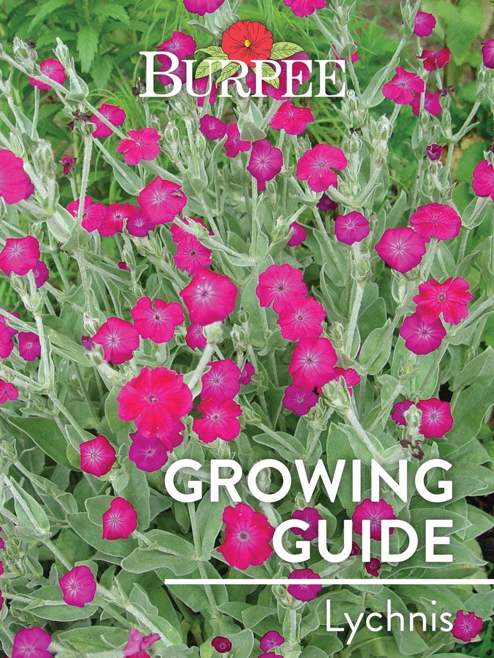 Learn About Lychnis