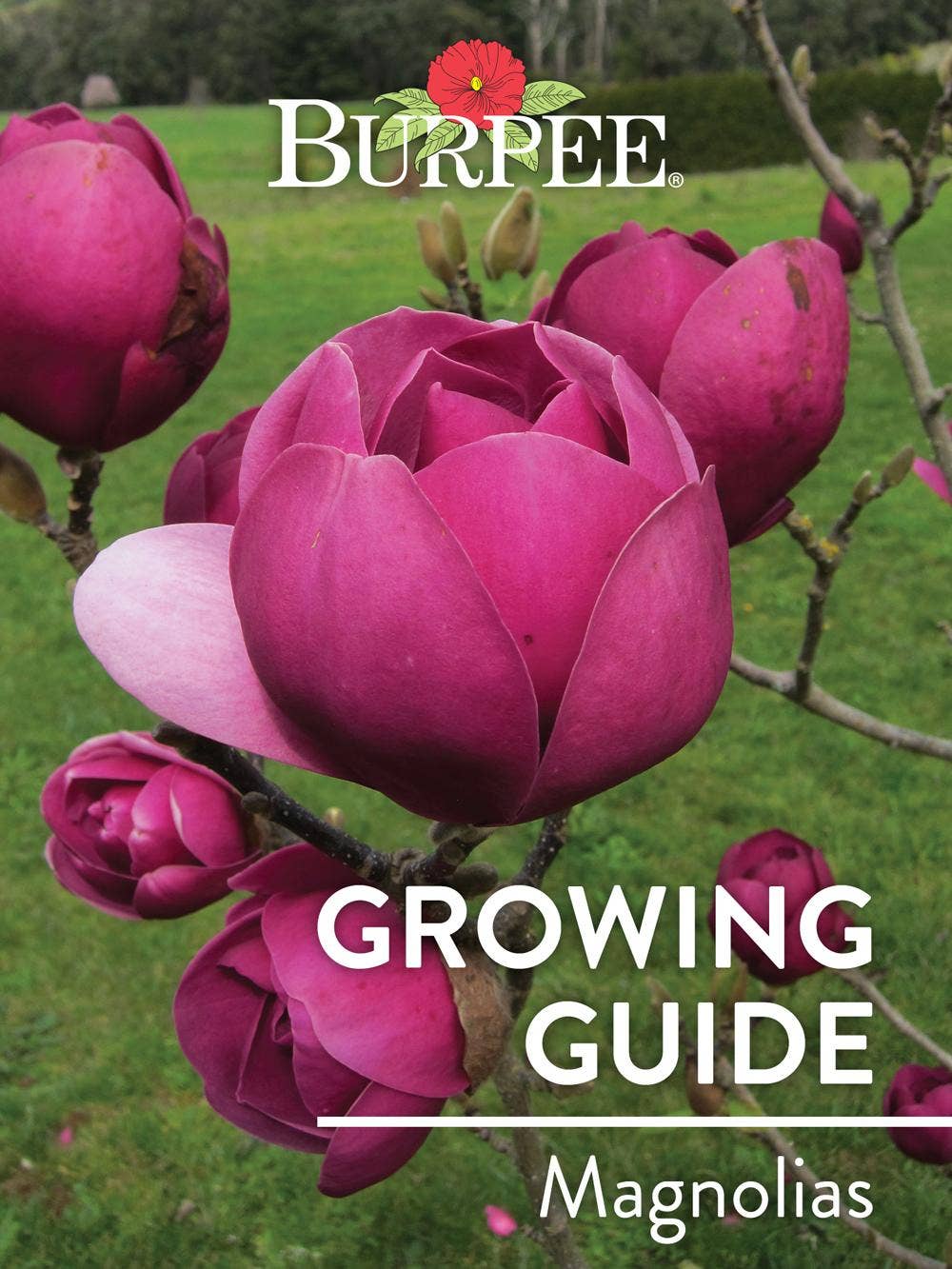 Learn About Magnolias