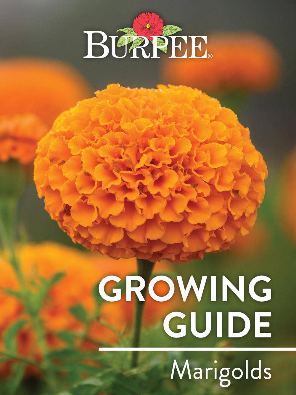 Learn About Marigolds