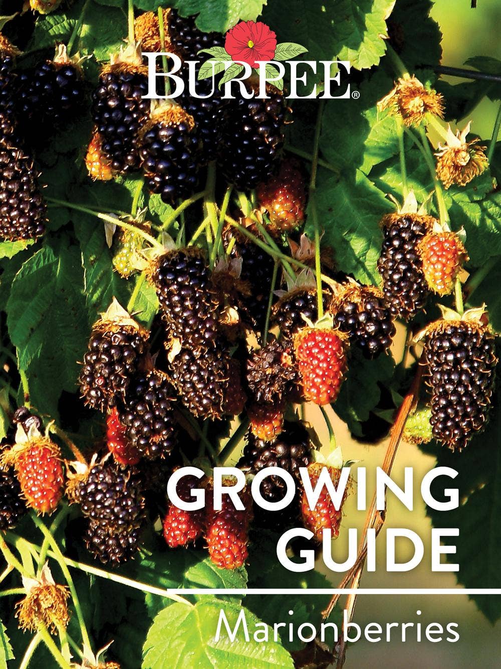 Learn About Marionberries
