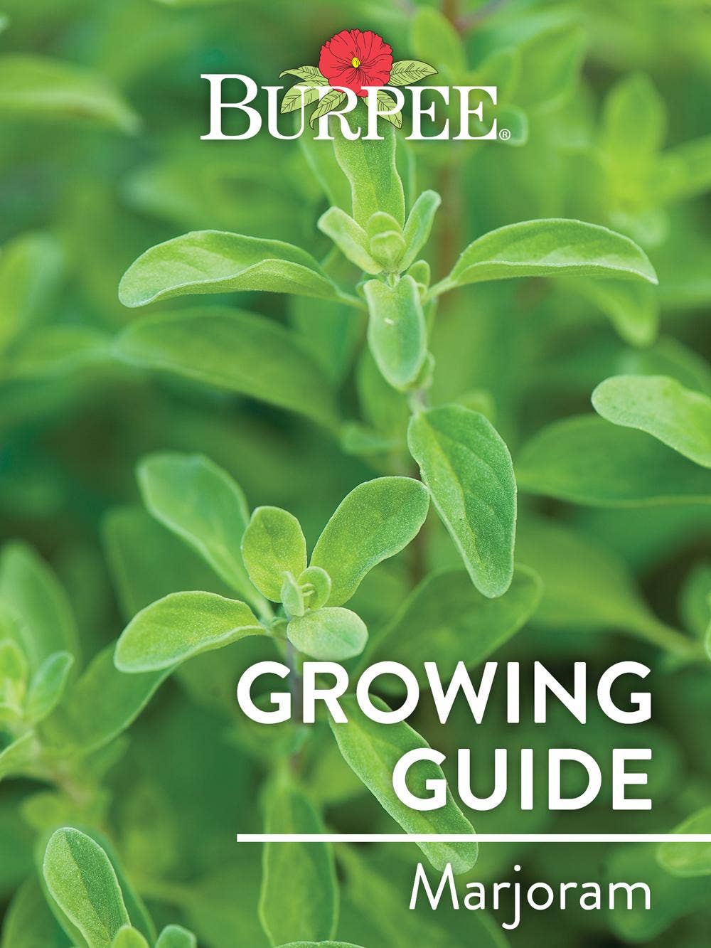 Learn About Marjoram