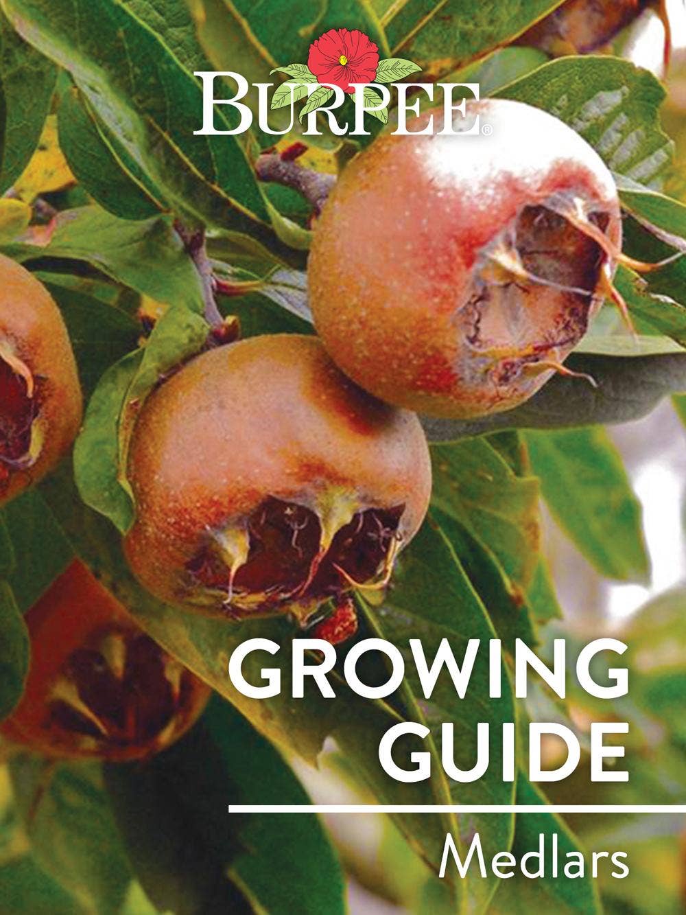 Learn About Medlars