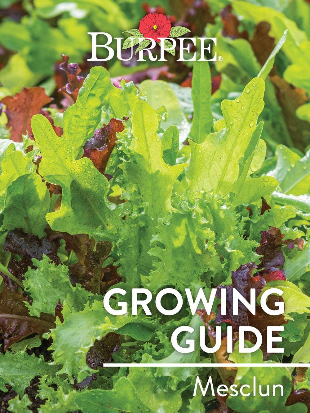Learn About Mesclun