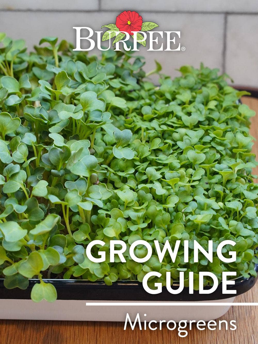 Learn About Microgreens