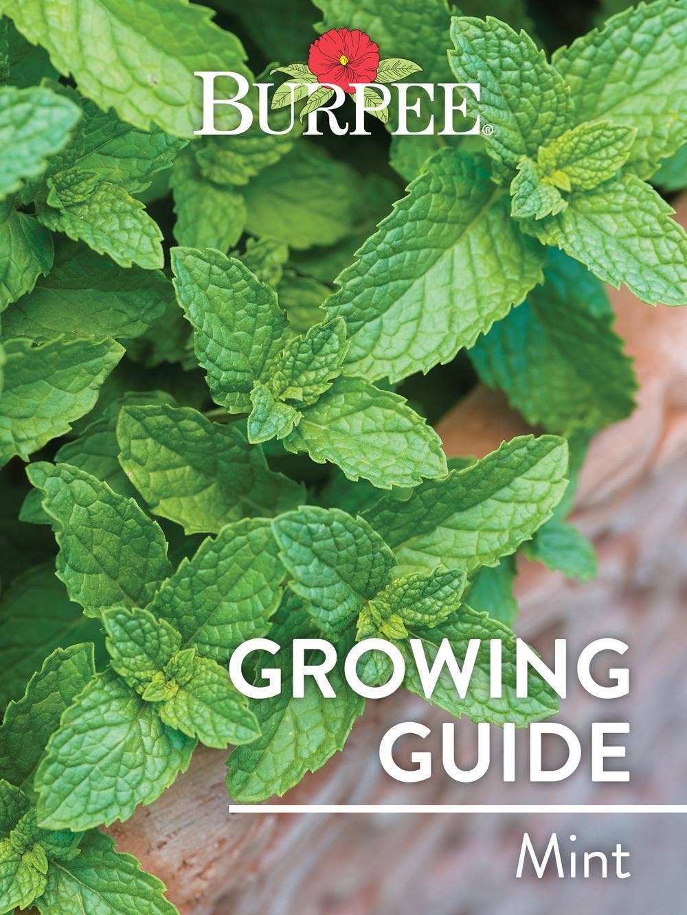 Learn About Mint
