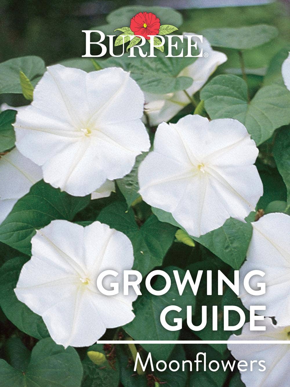 Learn About Moonflowers