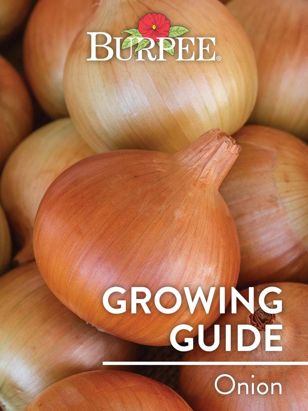 Learn About Onion