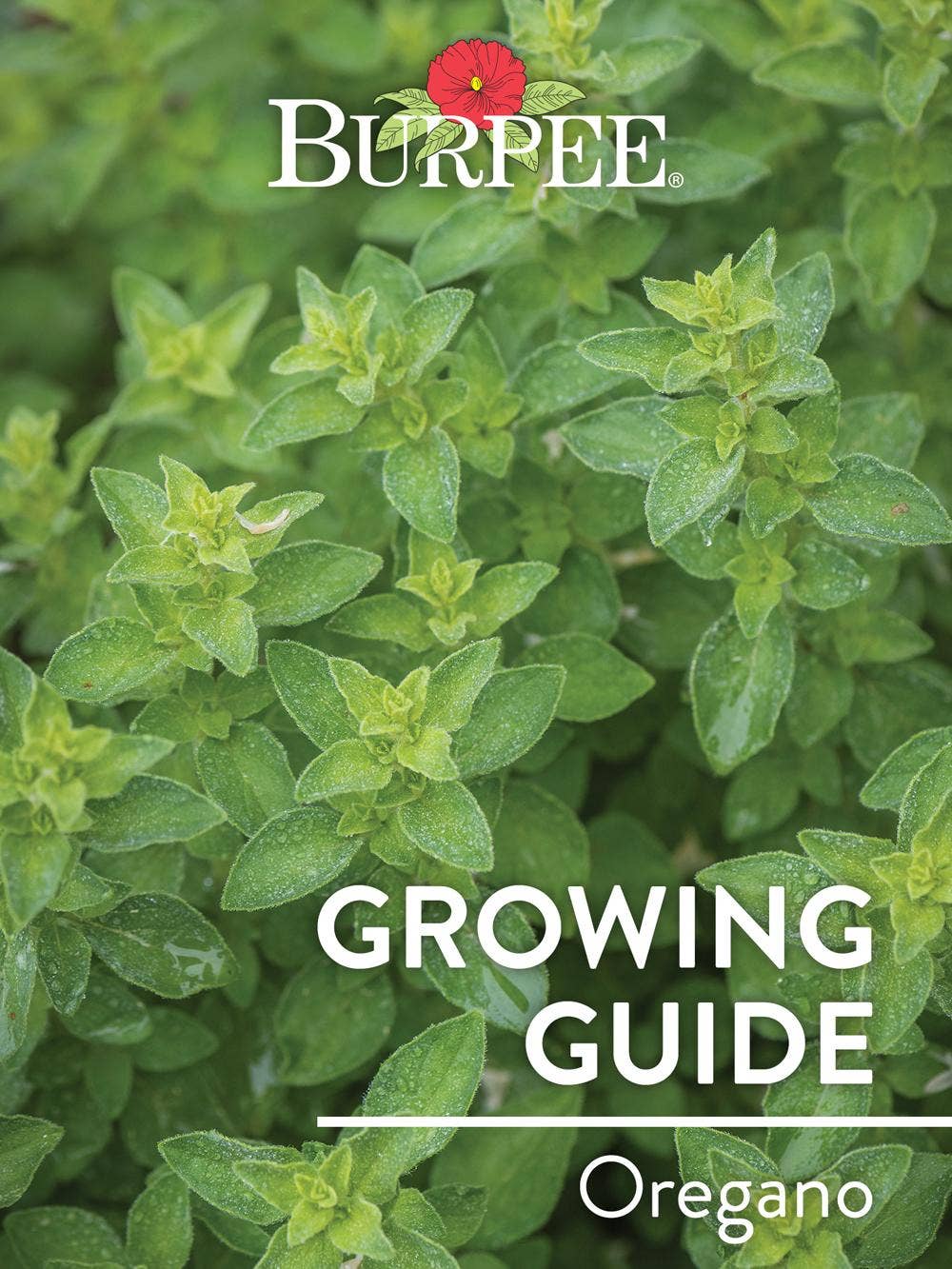 Learn About Oregano