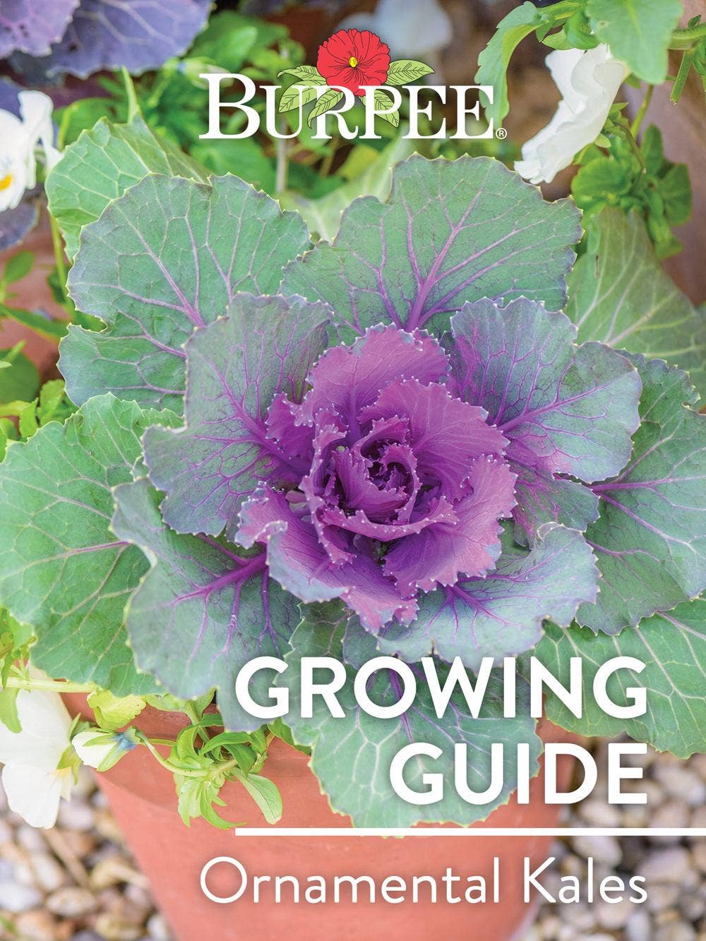Learn About Ornamental Kales