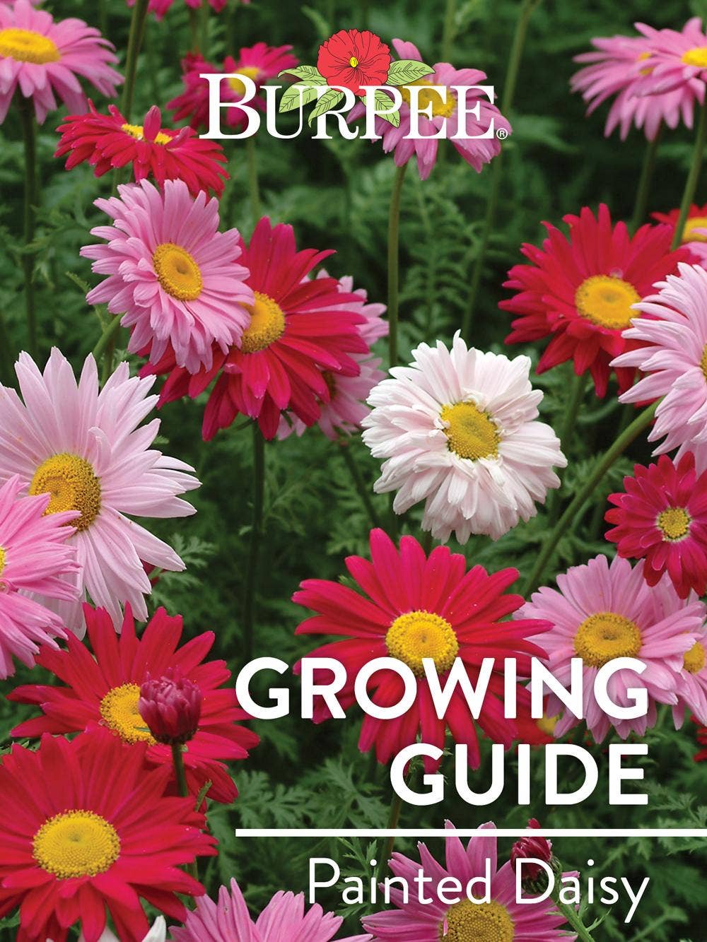 Learn About Painted Daisy