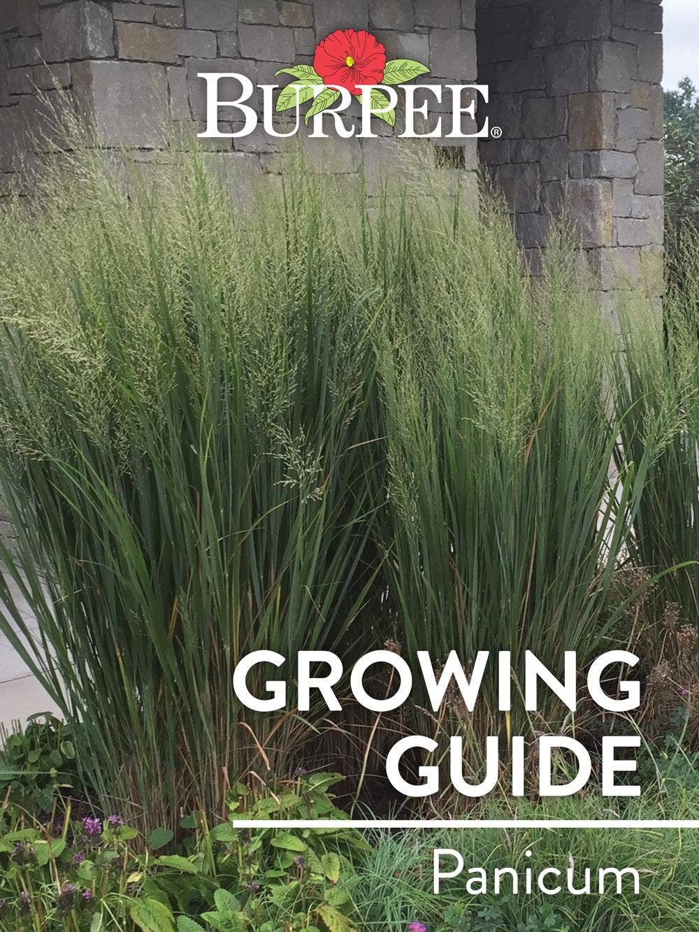 Learn About Panicum