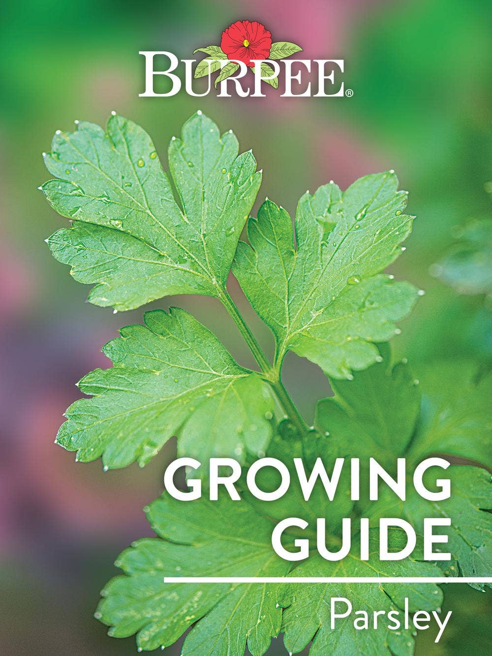 Learn About Parsley