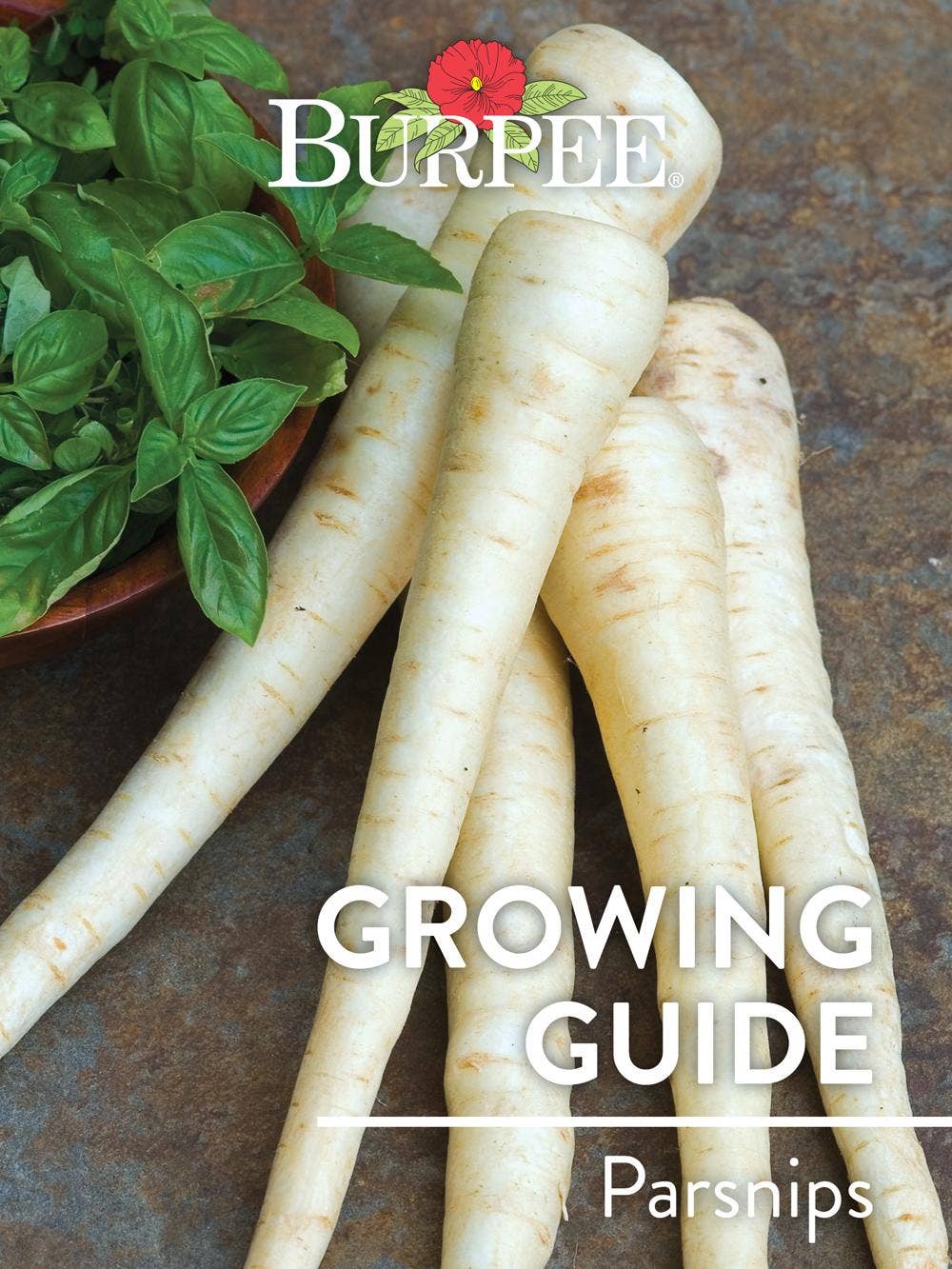 Learn About Parsnips