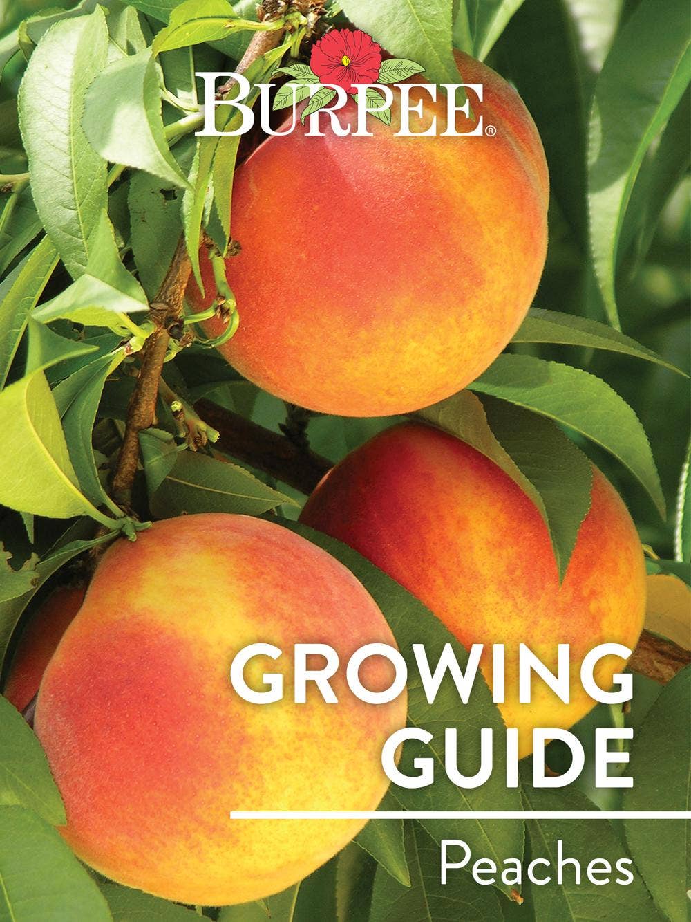 Learn About Peaches