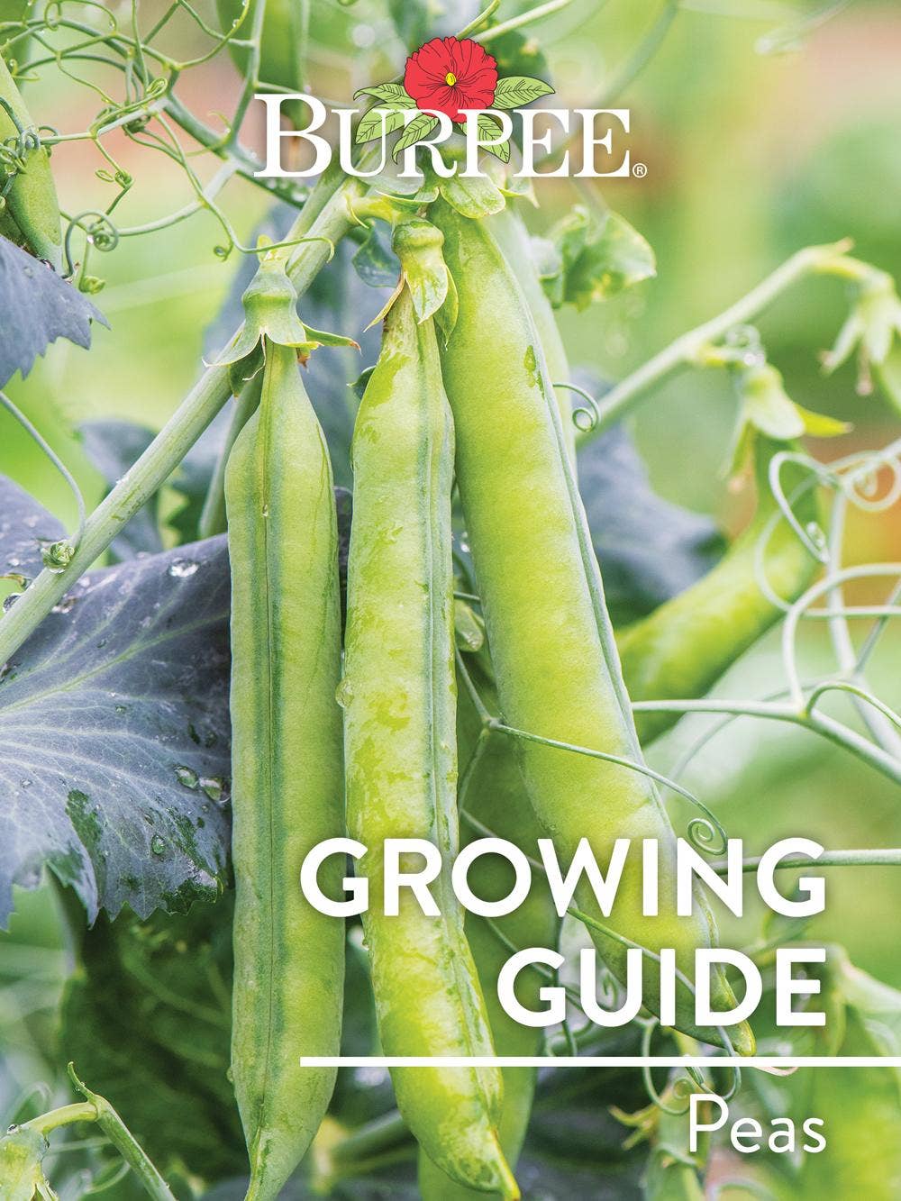 Learn About Peas