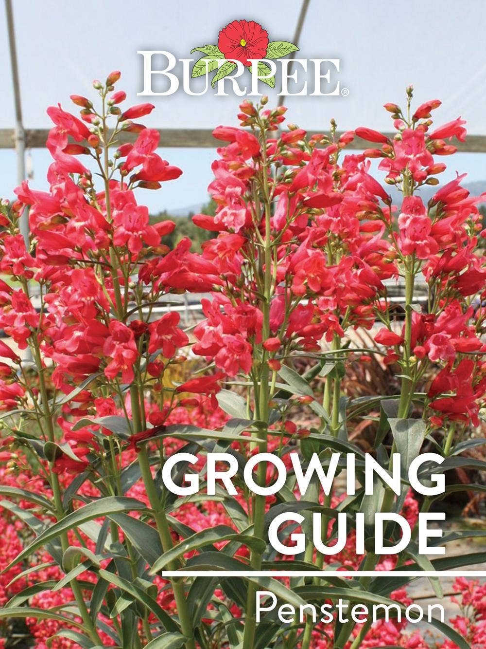 Learn About Penstemon